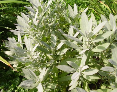 Koreniny v strave ako liečivo